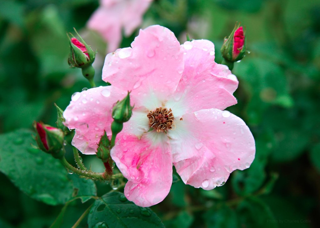 Photo of wild rose with green background and pink petals after a rain.